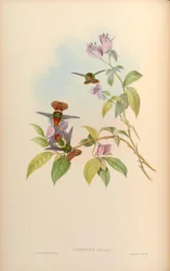 Lophornis gouldii